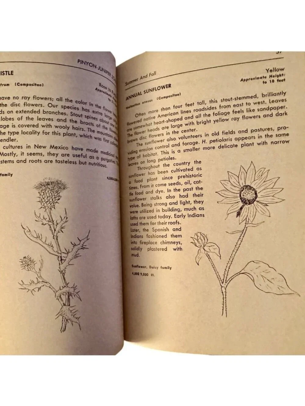 Roadside Plants of Northern New Mexico Gail D. Tierney Phyllis Hughes 1983